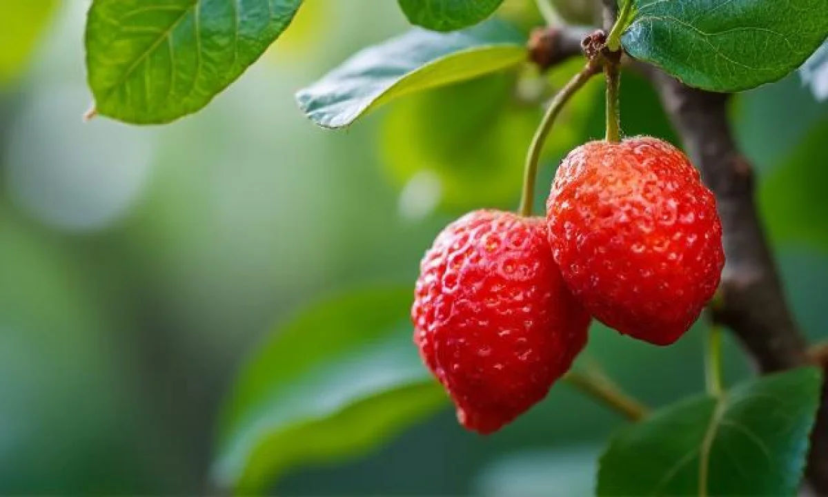 Le litchi : conseils pour une culture en intérieur