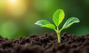 Le moment idéal pour planter la salade selon les phases lunaires