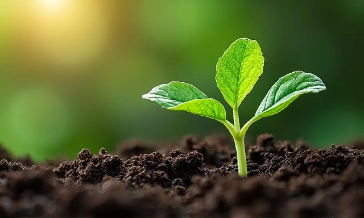 Le moment idéal pour planter la salade selon les phases lunaires