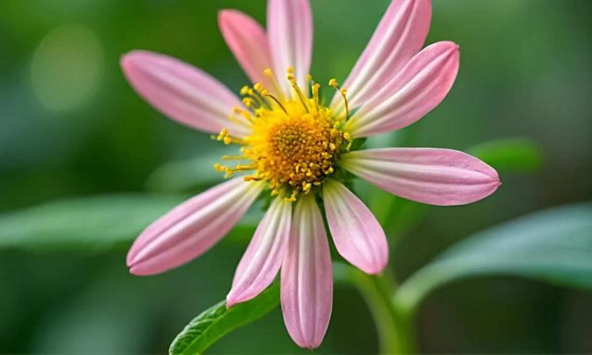 Top applications gratuites pour l’identification des plantes et fleurs