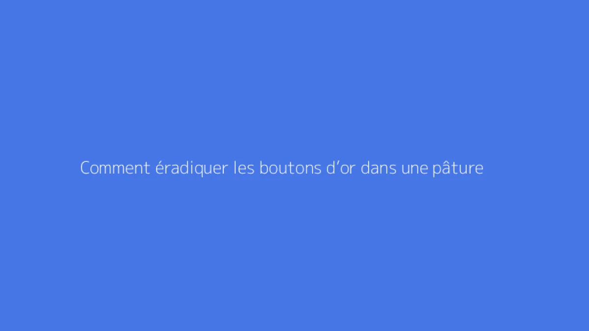 Comment éradiquer les boutons d’or dans une pâture