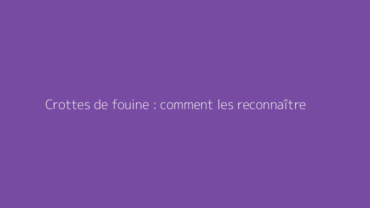 Crottes de fouine : comment les reconnaître