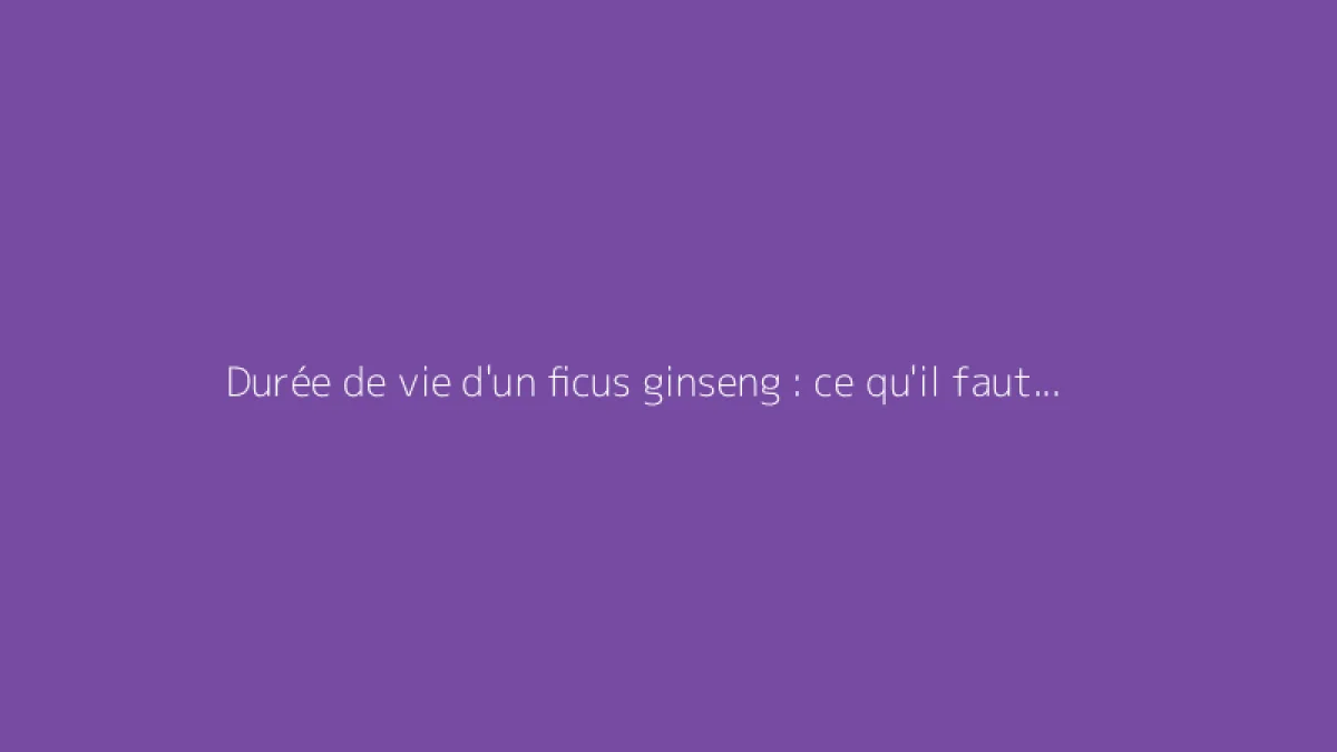 Durée de vie d'un ficus ginseng : ce qu'il faut savoir