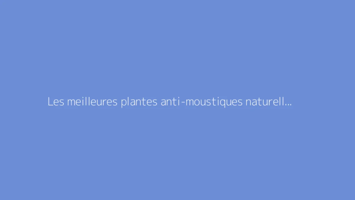 Les meilleures plantes anti-moustiques naturelles à cultiver chez soi