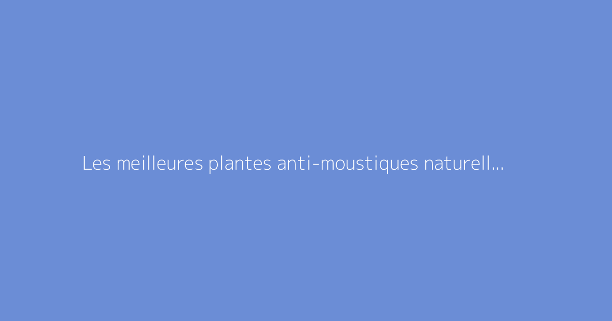 Les meilleures plantes anti-moustiques naturelles à cultiver chez soi
