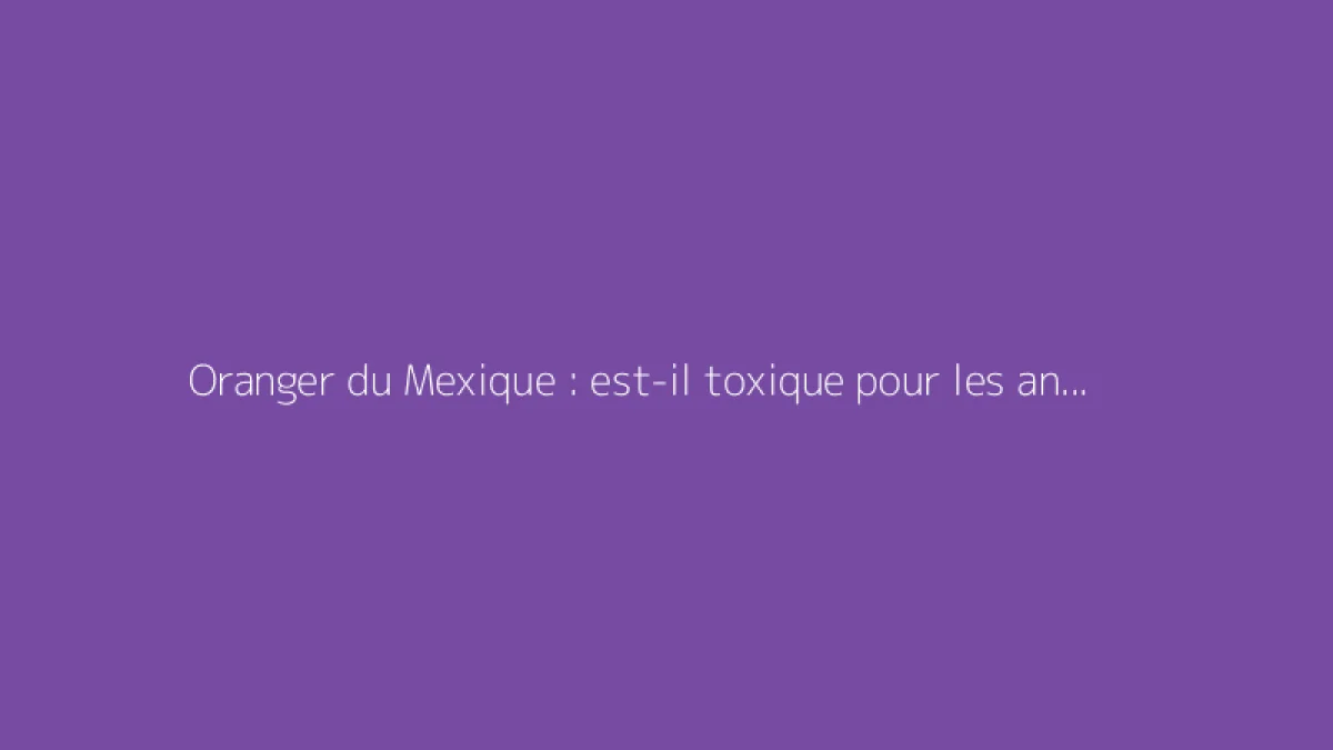 Oranger du Mexique : est-il toxique pour les animaux