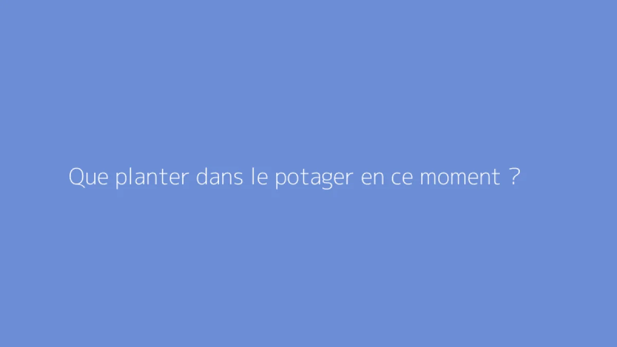 Que planter dans le potager en ce moment ?