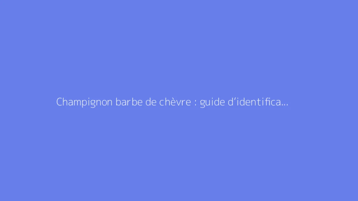 Champignon barbe de chèvre : guide d’identification et usages