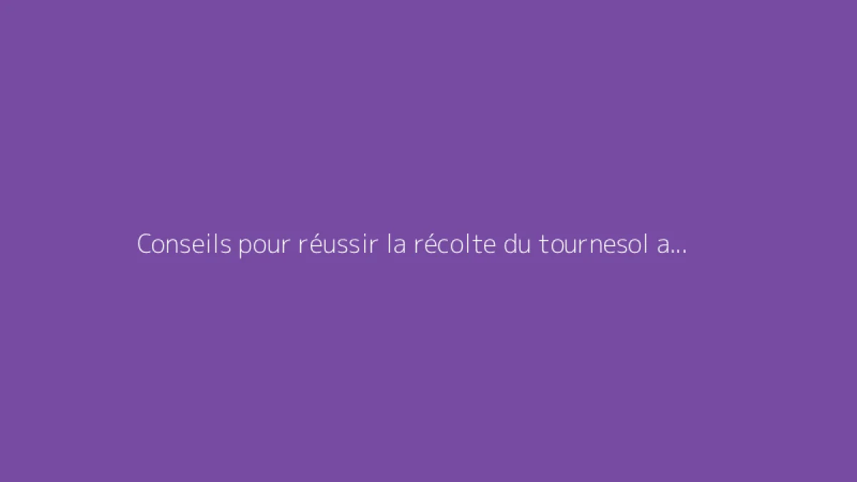 Conseils pour réussir la récolte du tournesol au bon moment