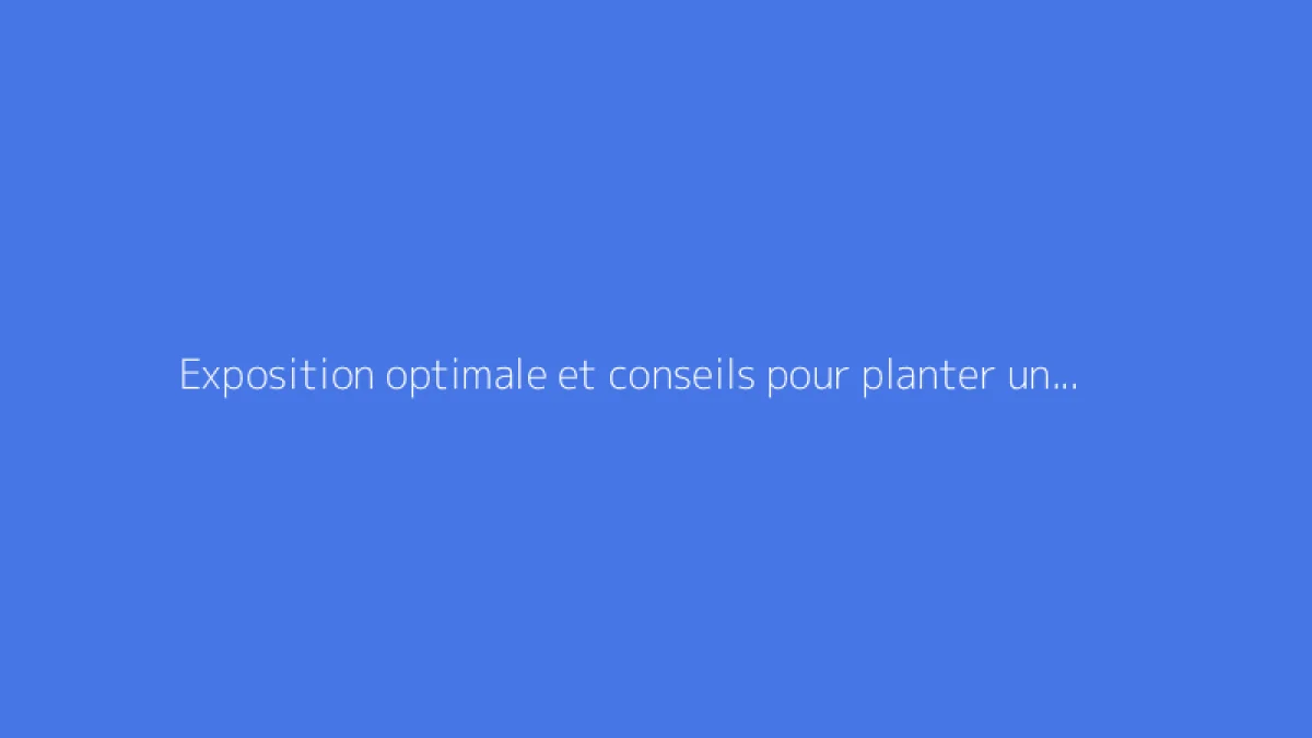 Exposition optimale et conseils pour planter un oranger du Mexique