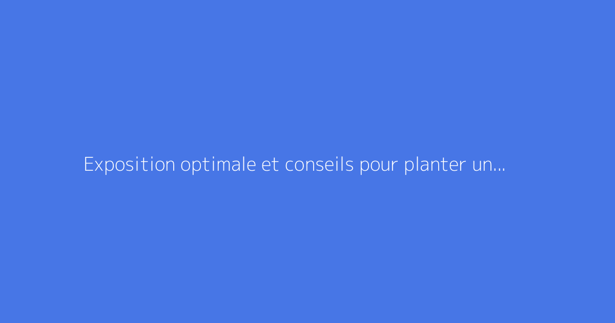 Exposition optimale et conseils pour planter un oranger du Mexique