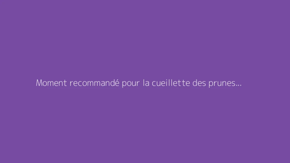 Moment recommandé pour la cueillette des prunes Reine-Claude