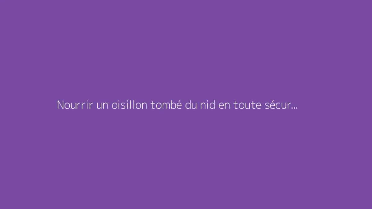 Nourrir un oisillon tombé du nid en toute sécurité : mode d'emploi