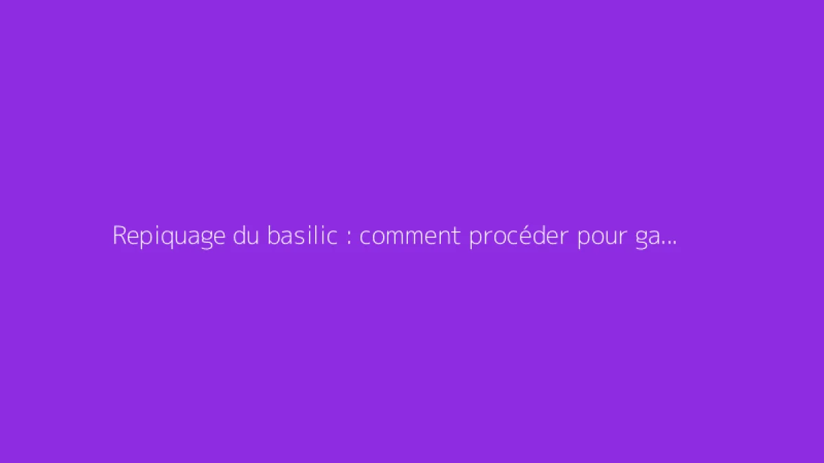 Repiquage du basilic : comment procéder pour garantir la réussite